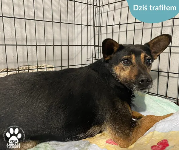 Znaleziono psa, Dąbrówka, 10 czerwca 2024 (2/2)