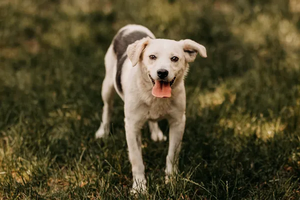 Pies do adopcji, Czartki, 12 czerwca 2024 (4/5)