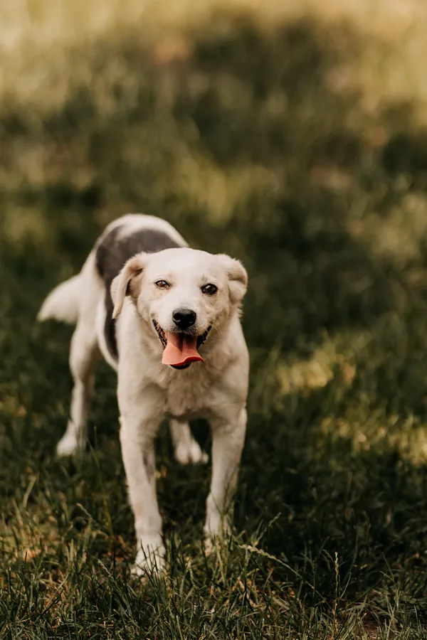 Pies do adopcji, Czartki, 12 czerwca 2024 (5/5)