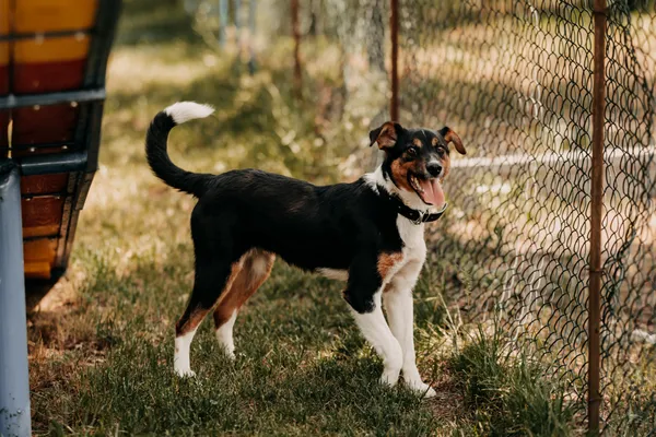 Pies do adopcji, Czartki, 11 czerwca 2024 (5/5)