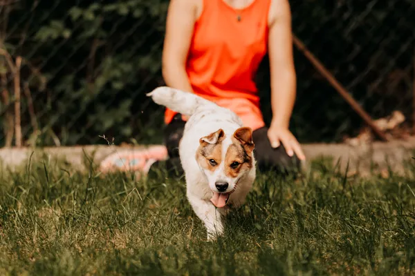 Pies do adopcji, Czartki, 11 czerwca 2024 (3/5)