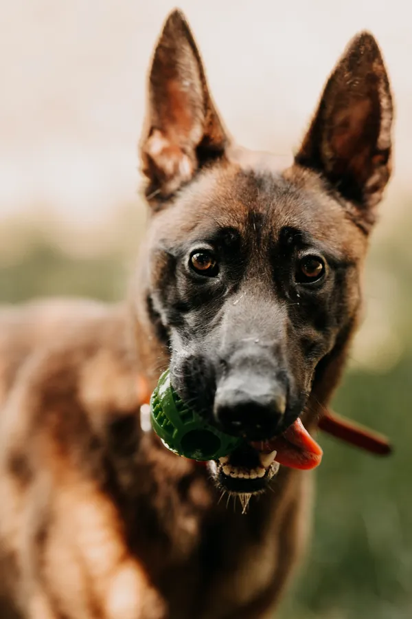 Pies do adopcji, Czartki, 11 czerwca 2024 (1/5)