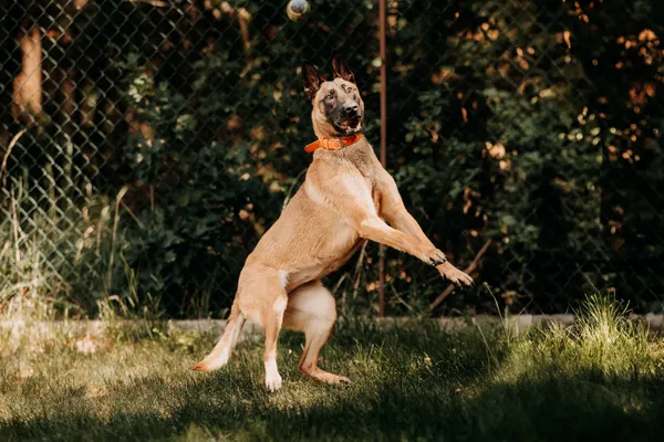 Pies do adopcji, Czartki, 11 czerwca 2024 (3/5)