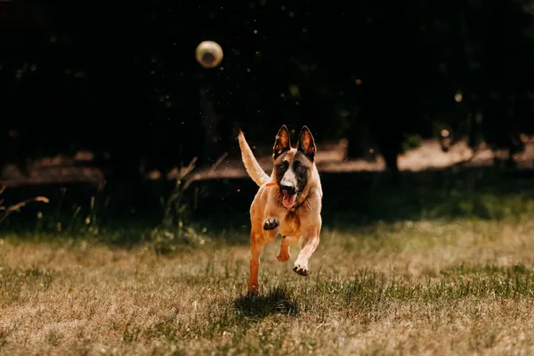 Pies do adopcji, Czartki, 11 czerwca 2024 (4/5)