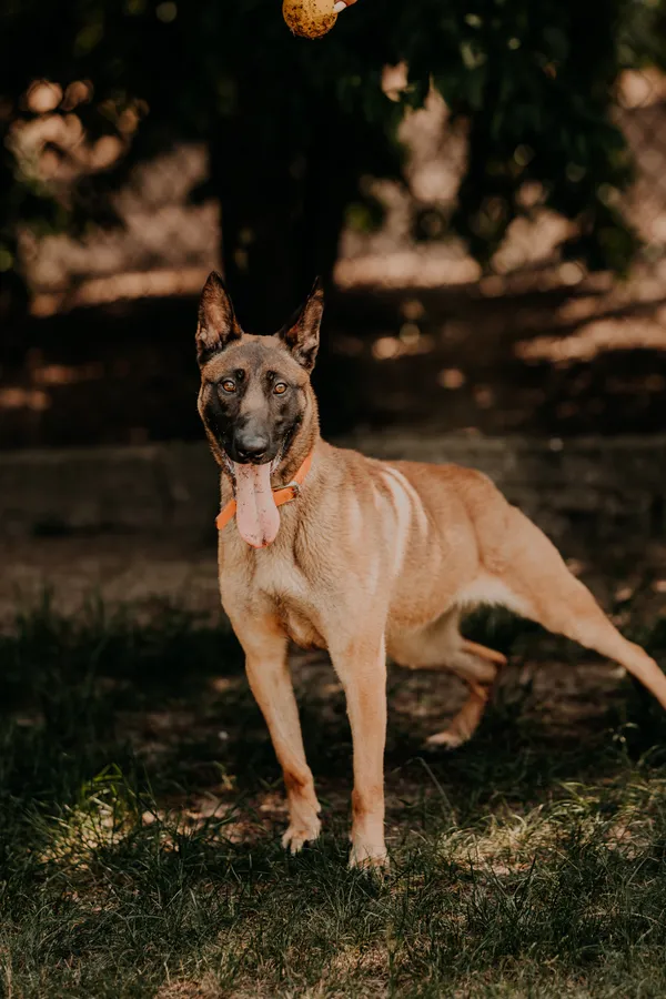 Pies do adopcji, Czartki, 11 czerwca 2024 (5/5)