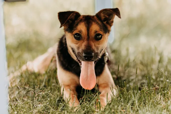 Pies do adopcji, Czartki, 12 czerwca 2024 (2/5)