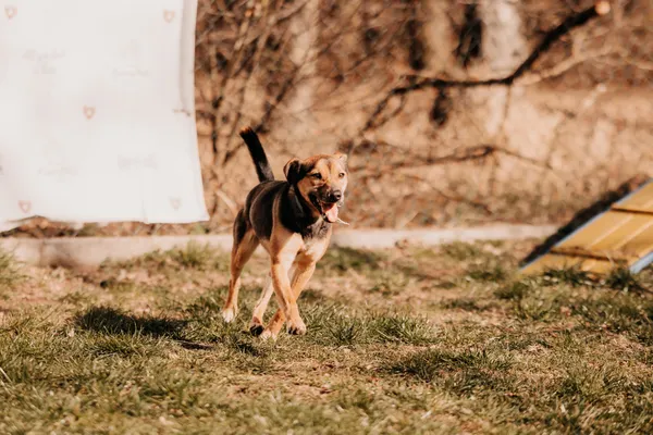 Pies do adopcji, Czartki, 12 czerwca 2024 (5/5)