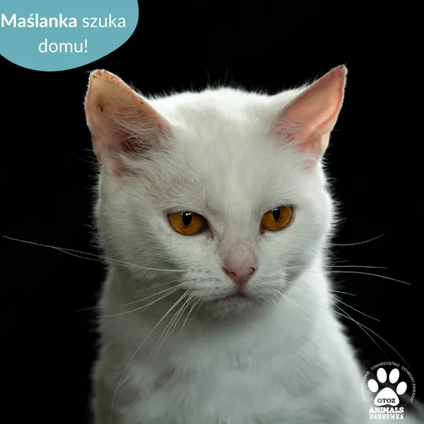 Kot do adopcji, Dąbrówka, 12 czerwca 2024 (3/3)