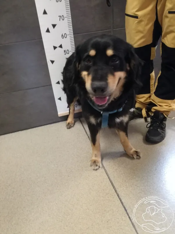 Znaleziono psa, Chełmek, 12 czerwca 2024