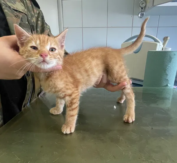 Znaleziono kota, Lublin, 11 czerwca 2024