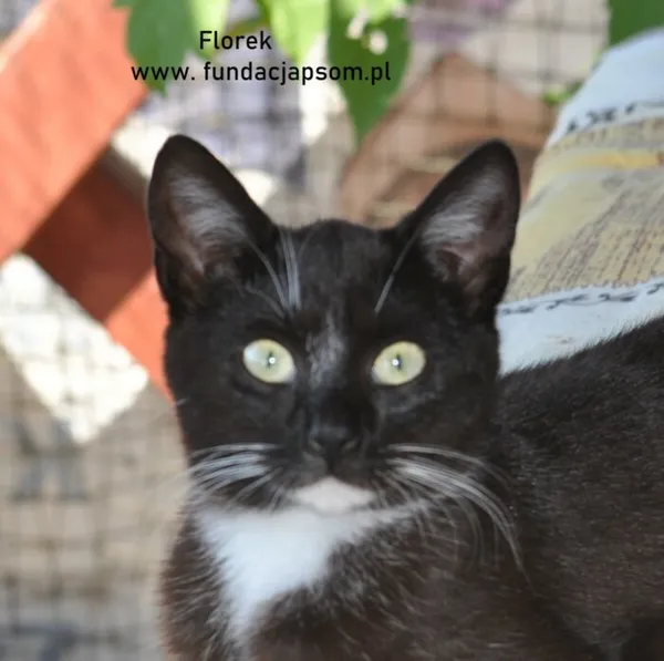 Kot do adopcji, Nowy Dwór Mazowiecki, 12 czerwca 2024 (1/5)