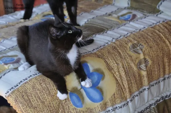 Kot do adopcji, Nowy Dwór Mazowiecki, 12 czerwca 2024 (4/5)