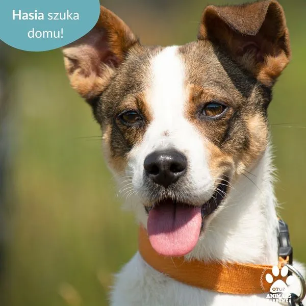 Pies do adopcji, Dąbrówka, 12 czerwca 2024 (1/5)