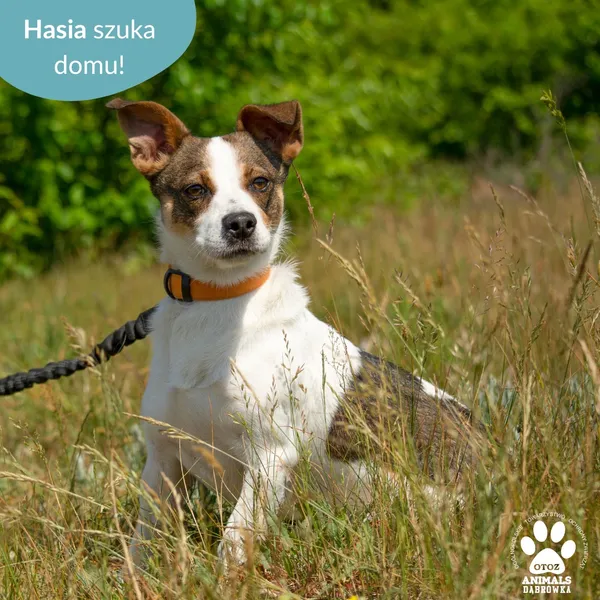 Pies do adopcji, Dąbrówka, 12 czerwca 2024 (5/5)