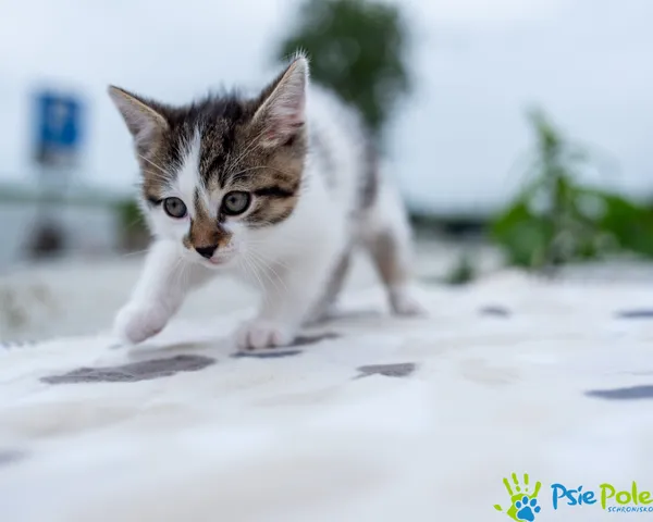 Kot do adopcji, Racławice, 8 czerwca 2024 (2/5)