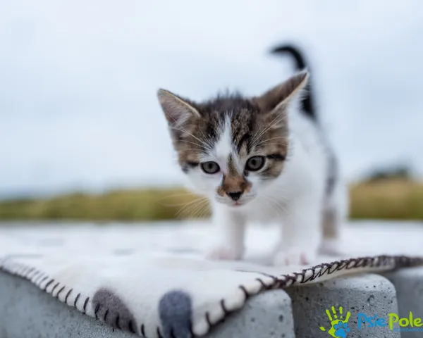 Kot do adopcji, Racławice, 8 czerwca 2024 (4/5)