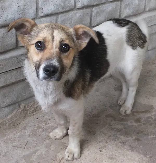 Znaleziono psa, Nowa Krępa, 9 czerwca 2024