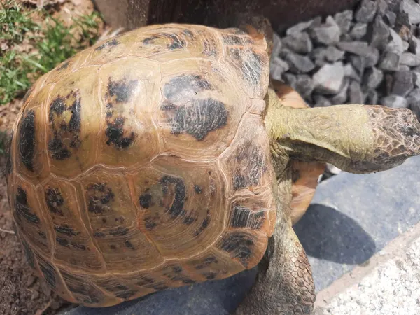 Znaleziono zwierzę, Lublin, 9 czerwca 2024