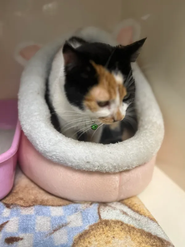 Kot do adopcji, Orzechowce, 11 czerwca 2024 (2/2)