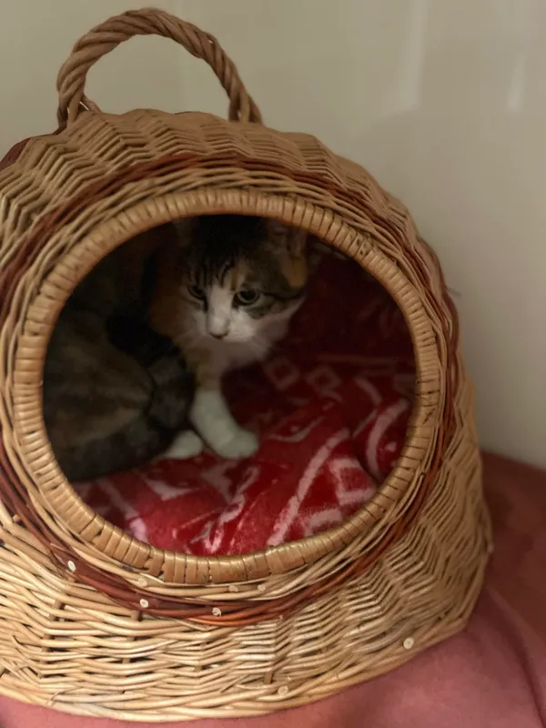 Kot do adopcji, Orzechowce, 11 czerwca 2024 (2/2)