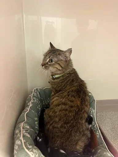 Kot do adopcji, Orzechowce, 11 czerwca 2024 (2/2)