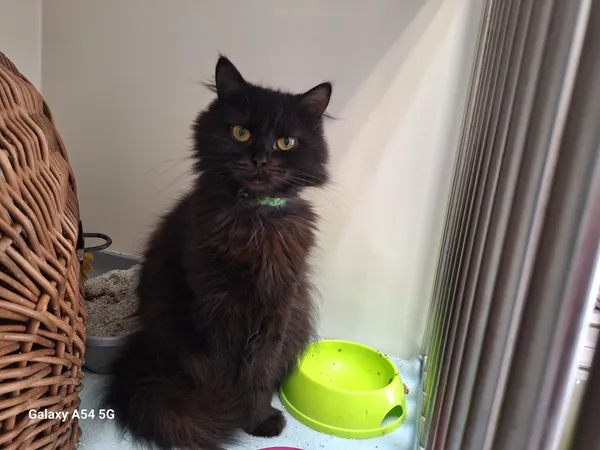 Kot do adopcji, Orzechowce, 11 czerwca 2024 (1/3)