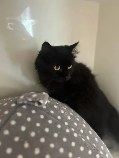 Kot do adopcji, Orzechowce, 11 czerwca 2024 (2/3)