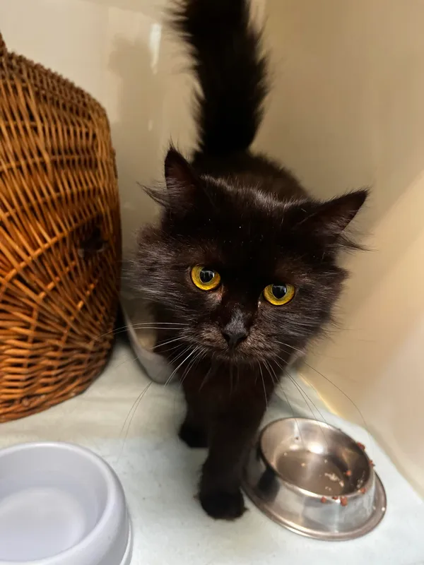 Kot do adopcji, Orzechowce, 11 czerwca 2024 (3/3)