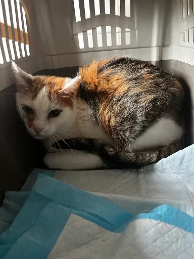 Kot do adopcji, Orzechowce, 11 czerwca 2024