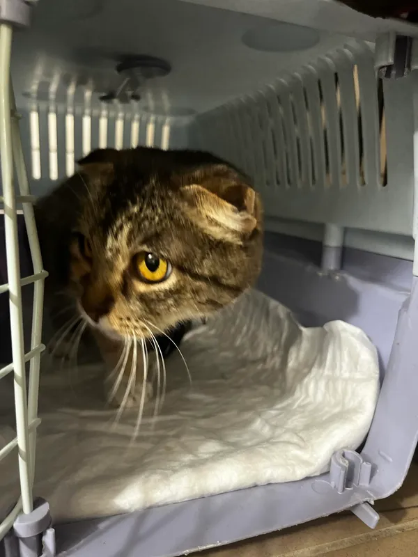 Kot do adopcji, Orzechowce, 11 czerwca 2024 (2/4)