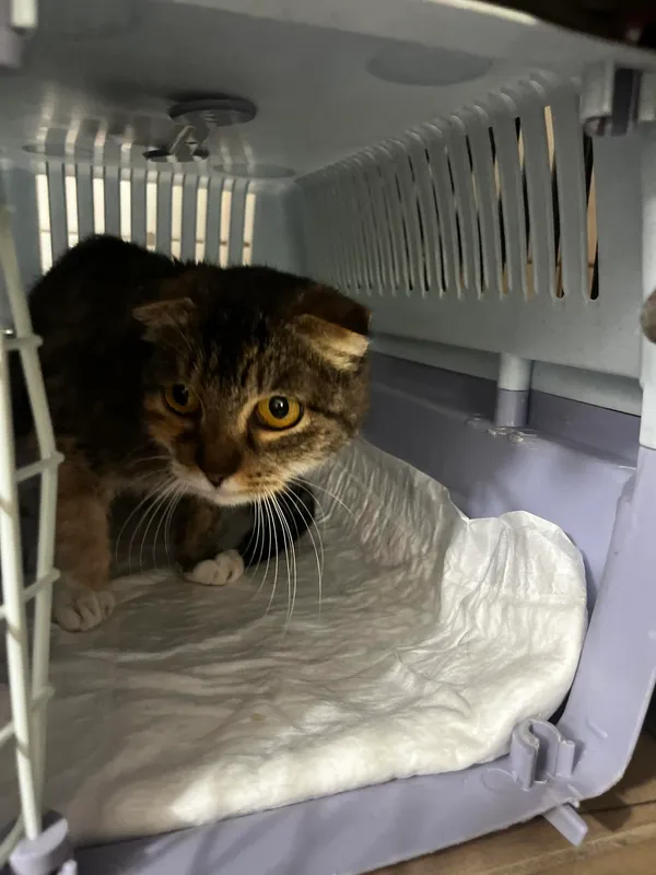 Kot do adopcji, Orzechowce, 11 czerwca 2024 (3/4)