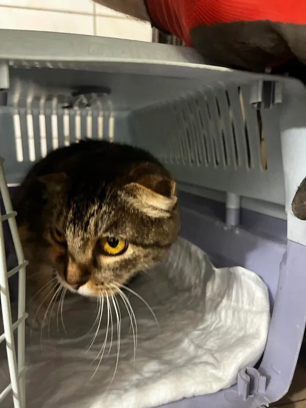 Kot do adopcji, Orzechowce, 11 czerwca 2024 (4/4)