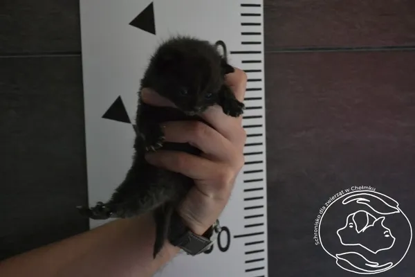 Znaleziono kota, Chełmek, 13 czerwca 2024