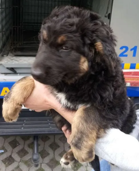 Znaleziono psa, Radom, 13 czerwca 2024