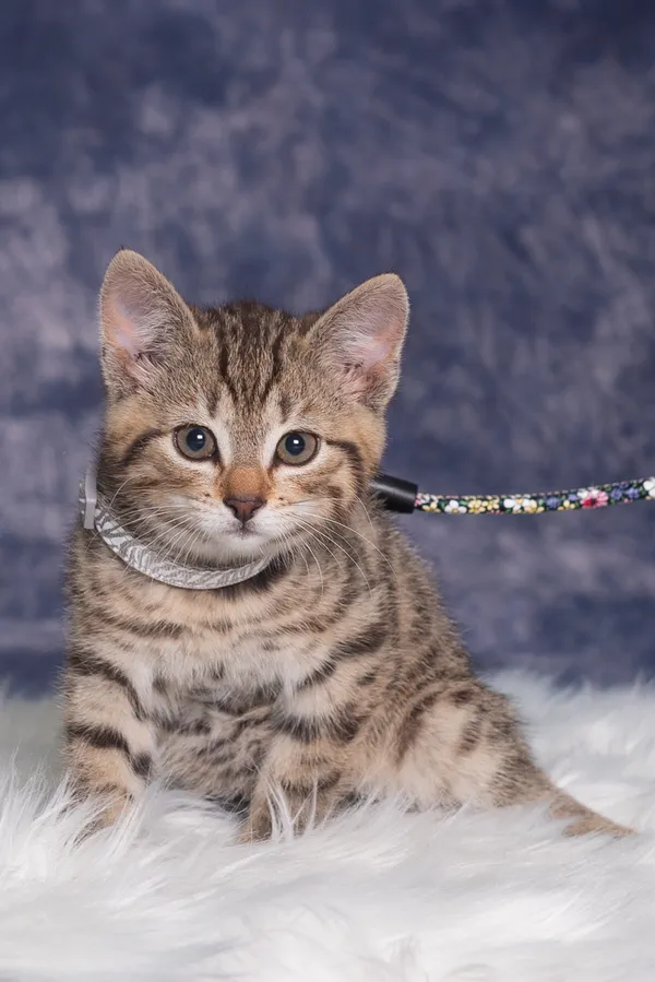 Kot do adopcji, Gdańsk, 11 czerwca 2024