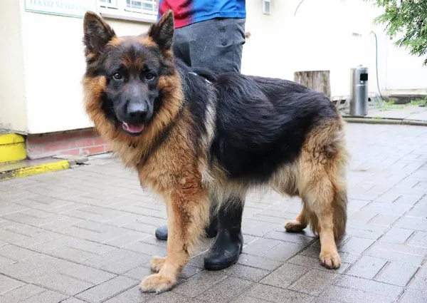 Znaleziono psa, Łódź, 13 czerwca 2024 (1/2)