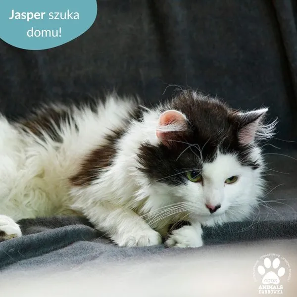 Kot do adopcji, Dąbrówka, 13 czerwca 2024 (2/3)