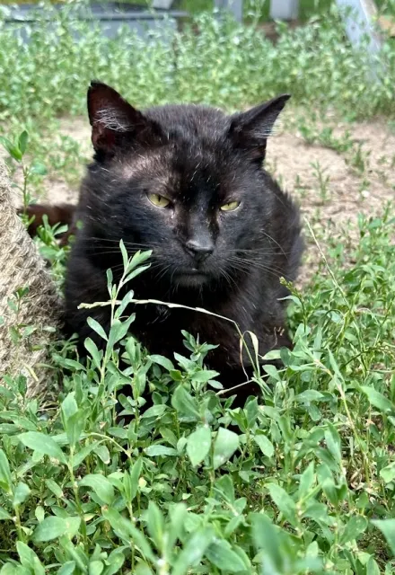 Kot do adopcji, Piła, 20 kwietnia 2024 (2/3)