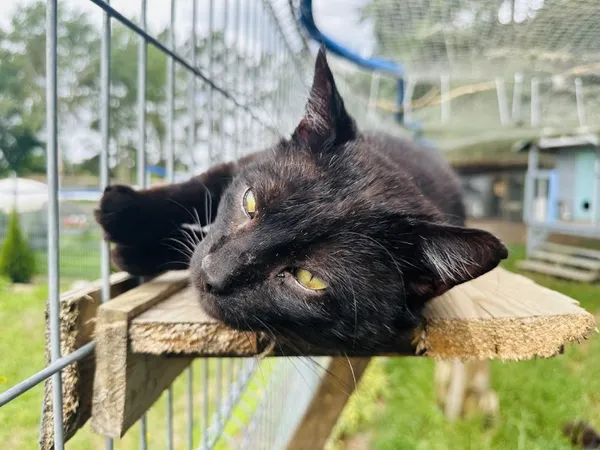 Kot do adopcji, Piła, 20 kwietnia 2024 (3/3)