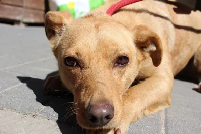 Pies do adopcji, Oborniki, 10 maja 2024 (1/5)