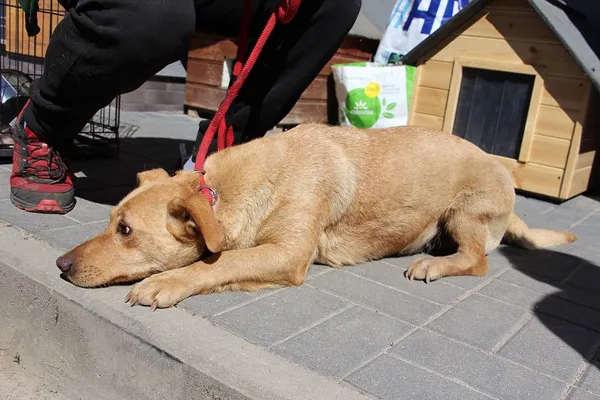 Pies do adopcji, Oborniki, 10 maja 2024 (3/5)