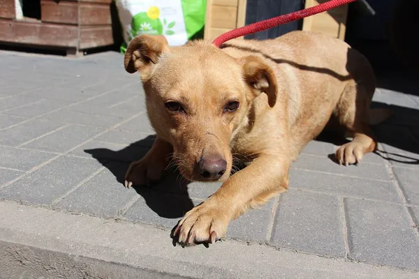 Pies do adopcji, Oborniki, 10 maja 2024 (4/5)