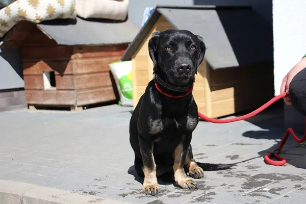 Pies do adopcji, Oborniki, 11 maja 2024 (4/5)