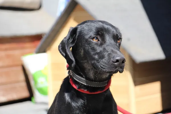 Pies do adopcji, Oborniki, 11 maja 2024 (5/5)