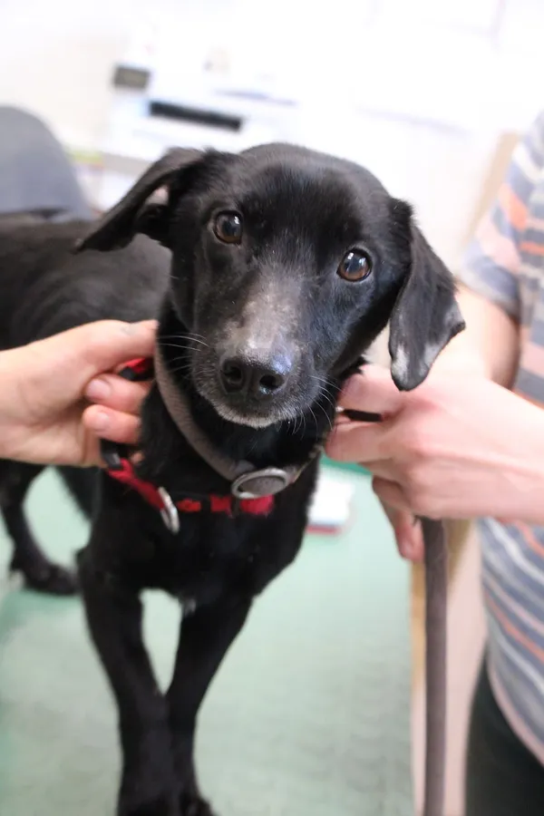 Pies do adopcji, Oborniki, 7 maja 2024 (3/5)