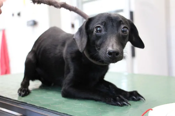 Pies do adopcji, Oborniki, 7 maja 2024 (3/5)