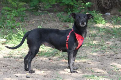 Pies do adopcji, Oborniki, 7 maja 2024 (1/5)