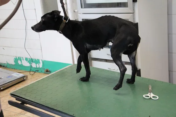 Pies do adopcji, Oborniki, 7 maja 2024 (3/5)