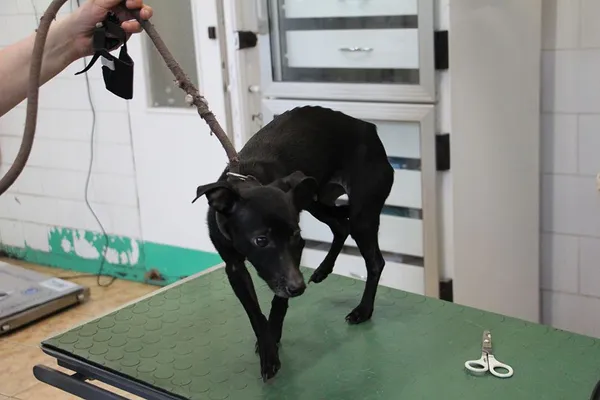 Pies do adopcji, Oborniki, 7 maja 2024 (4/5)