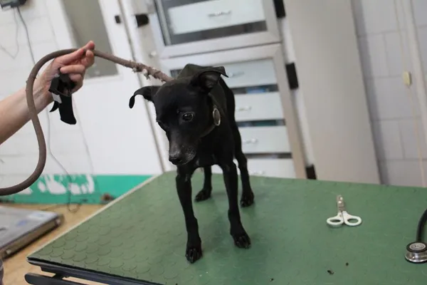 Pies do adopcji, Oborniki, 7 maja 2024 (5/5)